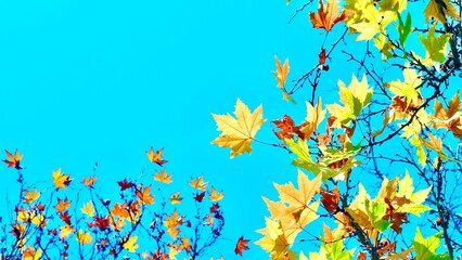 Colorful maple foliage on a blue sky background. Fabulous autumn.