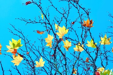 Colorful maple foliage on a blue sky background. Fabulous autumn.
