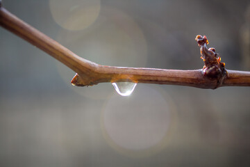 Obraz premium drop of water