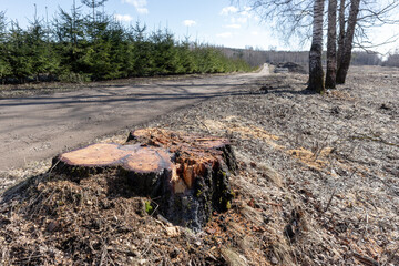 Obraz premium A freshly cut and succulent tree stump on the side of a gravel road