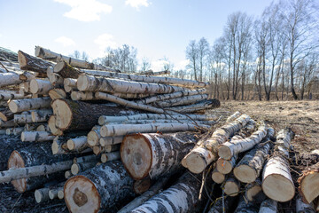 
A pile of sawn birch wood on the side of the road