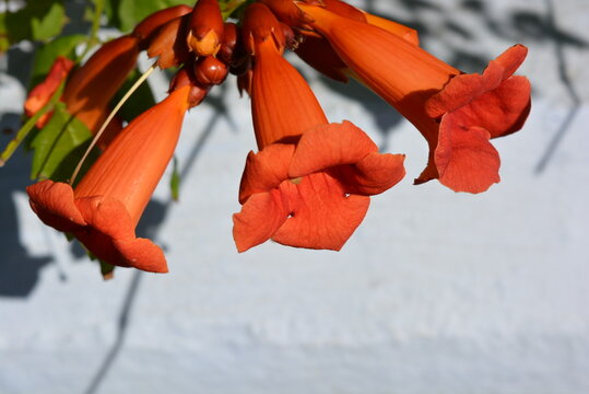 Orange red oblong flowers of campsis with green leaves in the sunlight on a white background.