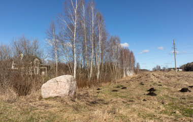 
Black mole digs on the grass in spring with a field and small birch trees in the background
