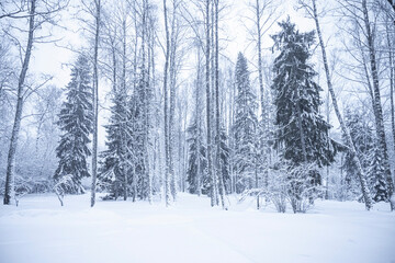 Snowy winter forest landscape with spruce and pine trees covered with snow