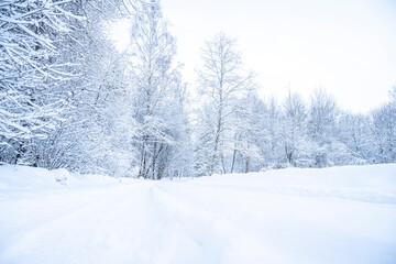 Beautiful winter landscape with snow covered trees in the forest. Christmas background.