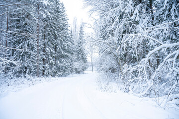 Beautiful winter landscape with snow covered trees in the forest. Christmas background.