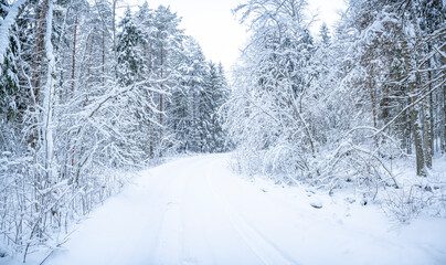 Beautiful winter landscape with snow covered trees in the forest. Christmas background.