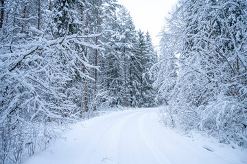 Beautiful winter landscape with snow covered trees in the forest. Christmas background.