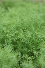 Herb garden full of bright green summer dill plants.