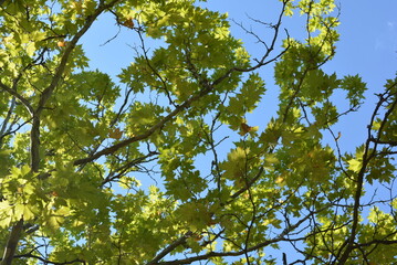 Branches of an old maple tree with green leaves and gray trunks against the background of a brightly-lit sky and sun.