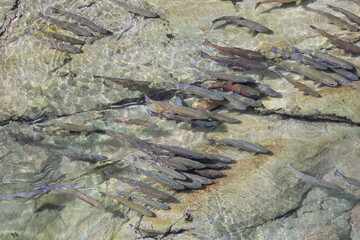 秋の始まりの北海道、忠類川上流に婚姻色に染まったサクラマスが激流を乗り越えて遡上してきます。