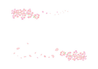 桜の背景イラスト　背景白