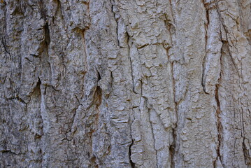 Bark of a tree with a white touch, shade