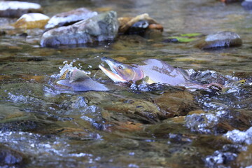 秋の始まりの北海道、知床の川に婚姻色に染まったカラフトマスが激流を乗り越えて遡上してきます。