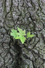 Super cute maple tree leaves.