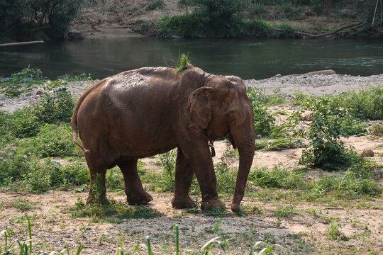 A large, muddy Thai elephant walks along the riverside.