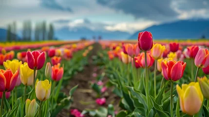 Foto op Canvas Highlight the vibrant colors of a field of tulips stretching to the horizon © MuhammadInaam