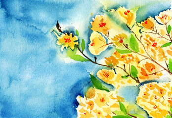 Watercolor yellow flowers on a blue background. Hand drawn illustration. Spring flowers.