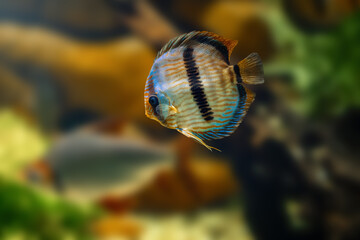 Blue Discus (Symphysodon aequifasciatus) - Freshwater Fish
