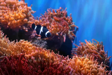 Poster Black Ocellaris Clownfish (Amphiprion ocellaris) - Marine Fish © diegograndi