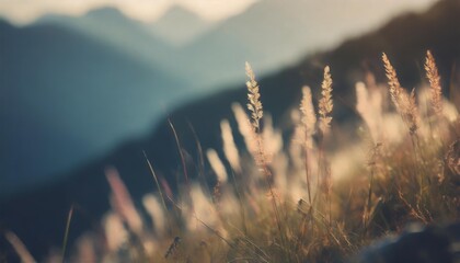 wild grass in the mountains at sunset macro image shallow depth of field vintage filter summer nature background - obrazy, fototapety, plakaty
