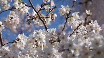 桜並木