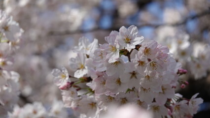 Obraz premium 桜並木