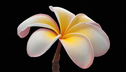 frangipani flower isolated on transparent png