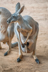 Red Kangaroo mother with baby in pouch (Osphranter rufus) © diegograndi