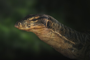 Asian Water Monitor lizard (Varanus salvator) - obrazy, fototapety, plakaty