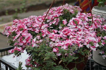 Fototapeta premium flowers in a garden