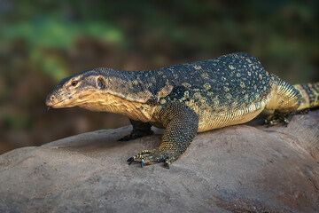 Asian Water Monitor lizard (Varanus salvator)