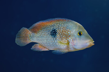 Pearl Cichlid (Geophagus brasiliensis) - Freshwater Fish