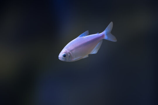 Pink Banded Astyanax (Astyanax fasciatus) - Freshwater Fish