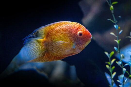 Gold Severum (Heros severus) - Freshwater Fish