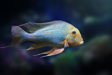 Pearl Cichlid Altifrons (Geophagus altifrons) - Freshwater Fish