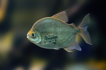 Disk Tetra (Myloplus schomburgkii) - Freshwater Fish