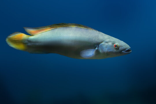 Red Finned Pike Cichlid (Crenicichla johanna) - Freshwater Fish