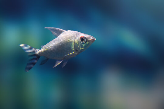 Kissing Prochilodus (Semaprochilodus insignis) - Freshwater Fish