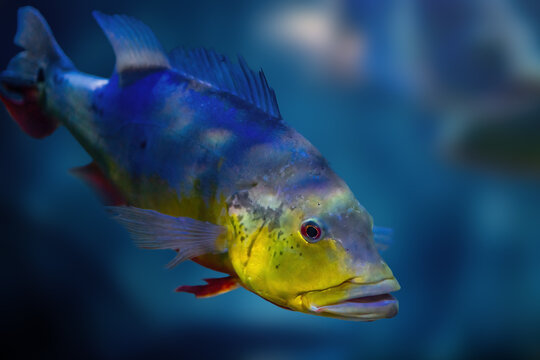 Yellow Peacock Bass (Cichla kelberi) - Freshwater Fish
