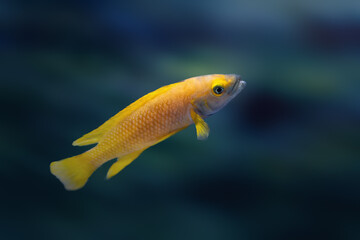 Lemon Cichlid (Neolamprologus leleupi) - Freshwater Fish