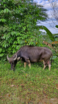 Carabao, Water Buffalo