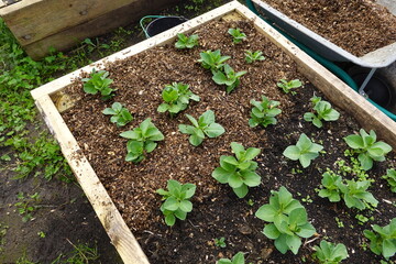 wood chip mulch in the vegetable garden. raised wooden bed with broad bean cultivation.