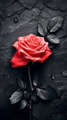 Rose flower black background wallpaper for phone
