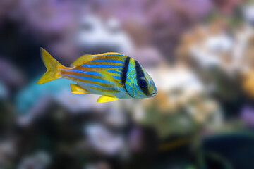 Fototapeta na wymiar Porkfish (Anisotremus virginicus) - Marine Fish