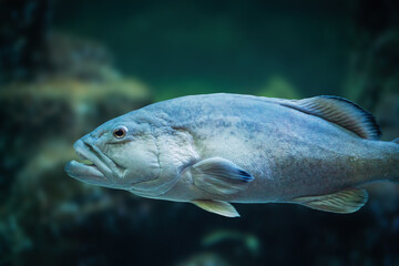 Fototapeta premium Gag Grouper fish (Mycteroperca microlepis)