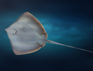 Southern Stingray (Hypanus americanus) underwater © diegograndi