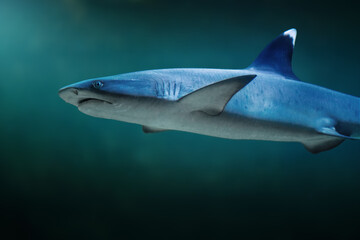 Whitetip Reef Shark (Triaenodon obesus)