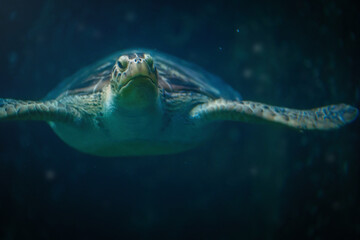 Green Sea Turtle (Chelonia mydas) underwater - obrazy, fototapety, plakaty