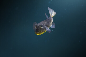 Bandtail Puffer fish (Sphoeroides spengleri)